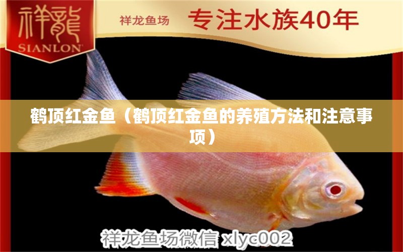 鶴頂紅金魚(yú)（鶴頂紅金魚(yú)的養(yǎng)殖方法和注意事項(xiàng)）