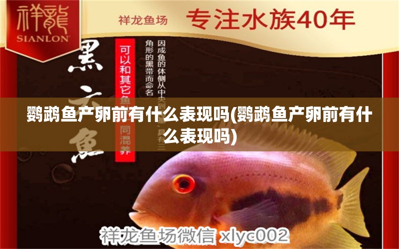 鸚鵡魚產(chǎn)卵前有什么表現(xiàn)嗎(鸚鵡魚產(chǎn)卵前有什么表現(xiàn)嗎) 鸚鵡魚