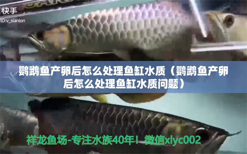 鸚鵡魚(yú)產(chǎn)卵后怎么處理魚(yú)缸水質(zhì)（鸚鵡魚(yú)產(chǎn)卵后怎么處理魚(yú)缸水質(zhì)問(wèn)題）