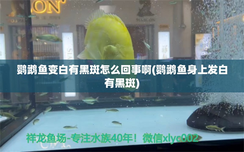 鸚鵡魚變白有黑斑怎么回事啊(鸚鵡魚身上發(fā)白有黑斑) 鸚鵡魚