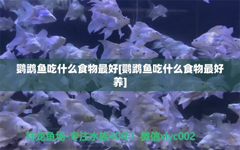 鸚鵡魚吃什么食物最好[鸚鵡魚吃什么食物最好養(yǎng)]