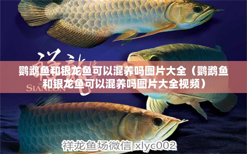 鸚鵡魚和銀龍魚可以混養(yǎng)嗎圖片大全（鸚鵡魚和銀龍魚可以混養(yǎng)嗎圖片大全視頻） 鸚鵡魚