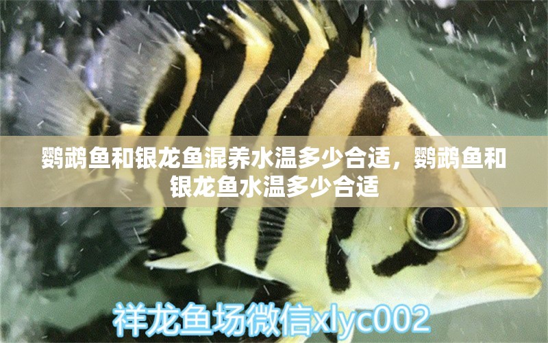 鸚鵡魚和銀龍魚混養(yǎng)水溫多少合適，鸚鵡魚和銀龍魚水溫多少合適