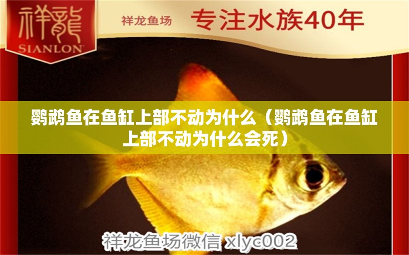 鸚鵡魚在魚缸上部不動為什么（鸚鵡魚在魚缸上部不動為什么會死）