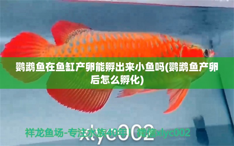 鸚鵡魚在魚缸產(chǎn)卵能孵出來小魚嗎(鸚鵡魚產(chǎn)卵后怎么孵化) 鸚鵡魚