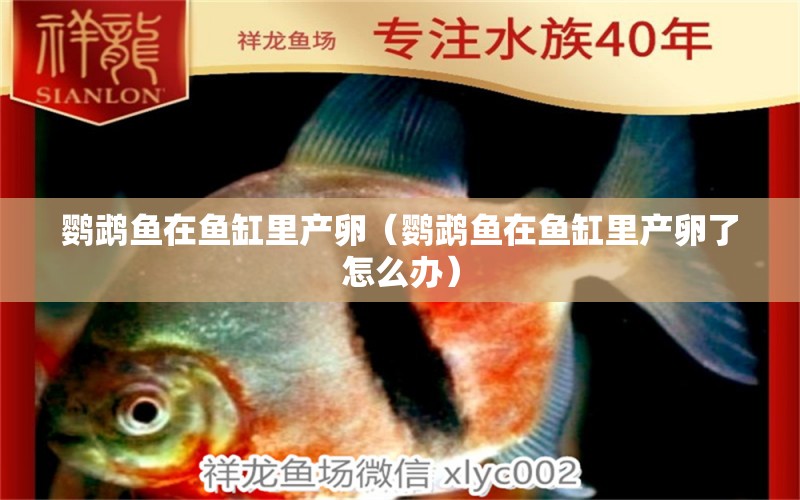 鸚鵡魚在魚缸里產(chǎn)卵（鸚鵡魚在魚缸里產(chǎn)卵了怎么辦）