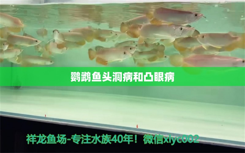 鸚鵡魚頭洞病和凸眼病 鸚鵡魚 第3張