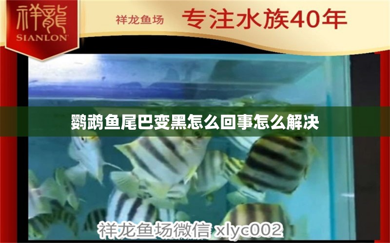 鸚鵡魚尾巴變黑怎么回事怎么解決 九鼎魚缸 第3張