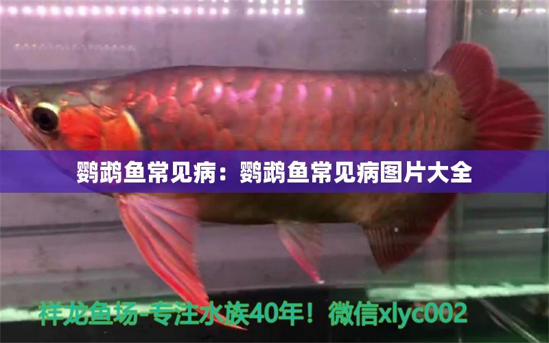 鸚鵡魚常見病：鸚鵡魚常見病圖片大全