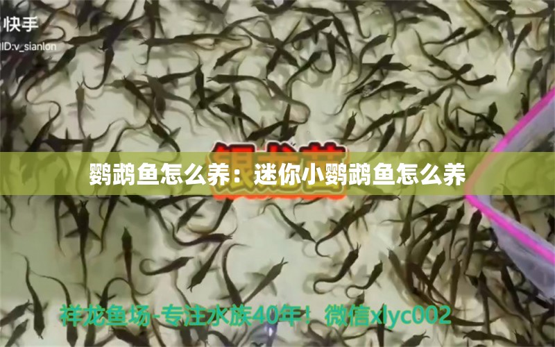 鸚鵡魚怎么養(yǎng)：迷你小鸚鵡魚怎么養(yǎng)