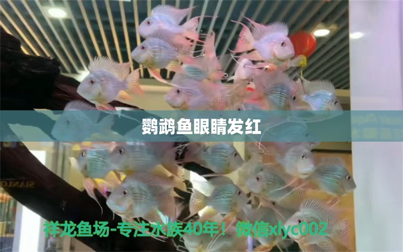 鸚鵡魚眼睛發(fā)紅 一眉道人魚苗 第2張