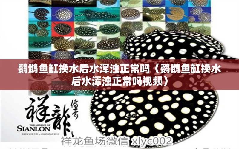 鸚鵡魚缸換水后水渾濁正常嗎（鸚鵡魚缸換水后水渾濁正常嗎視頻） 鸚鵡魚