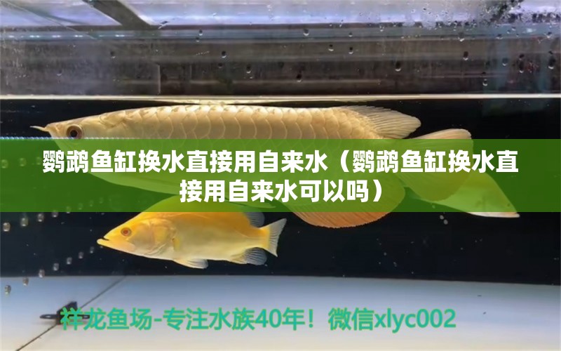 鸚鵡魚缸換水直接用自來水（鸚鵡魚缸換水直接用自來水可以嗎） 鸚鵡魚