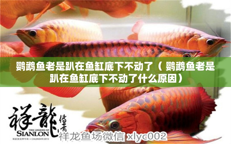 鸚鵡魚老是趴在魚缸底下不動了（ 鸚鵡魚老是趴在魚缸底下不動了什么原因） 紅龍福龍魚 第1張