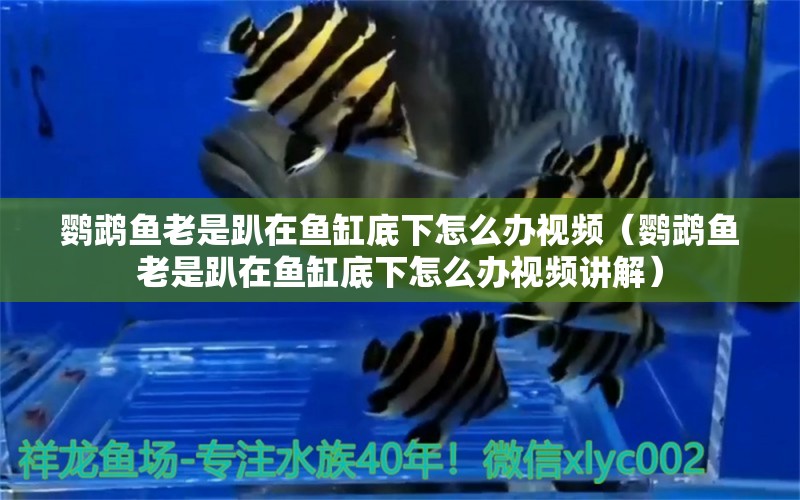 鸚鵡魚老是趴在魚缸底下怎么辦視頻（鸚鵡魚老是趴在魚缸底下怎么辦視頻講解） 鸚鵡魚