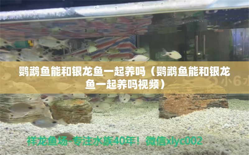 鸚鵡魚能和銀龍魚一起養(yǎng)嗎（鸚鵡魚能和銀龍魚一起養(yǎng)嗎視頻） 鸚鵡魚