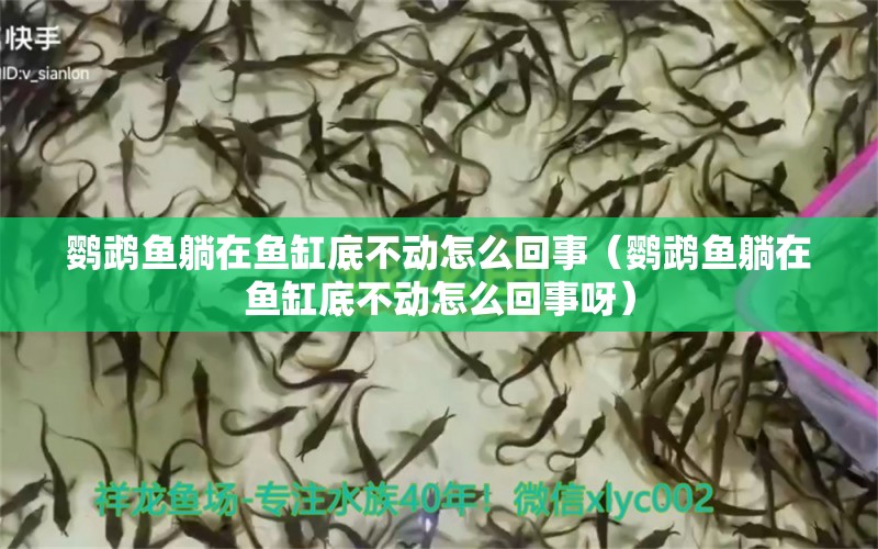 鸚鵡魚躺在魚缸底不動(dòng)怎么回事（鸚鵡魚躺在魚缸底不動(dòng)怎么回事呀）