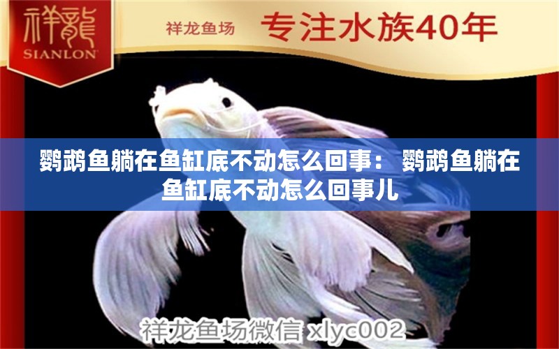 鸚鵡魚躺在魚缸底不動怎么回事： 鸚鵡魚躺在魚缸底不動怎么回事兒 超血紅龍魚