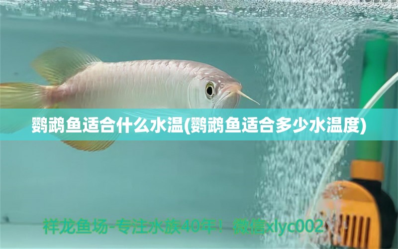 鸚鵡魚適合什么水溫(鸚鵡魚適合多少水溫度) 鸚鵡魚