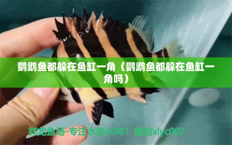 鸚鵡魚都躲在魚缸一角（鸚鵡魚都躲在魚缸一角嗎）