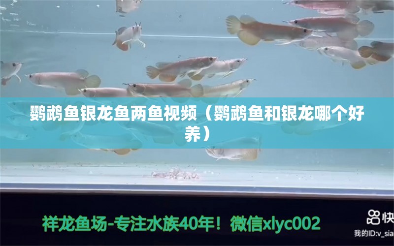 鸚鵡魚銀龍魚兩魚視頻（鸚鵡魚和銀龍哪個好養(yǎng)） 鸚鵡魚