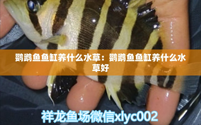 鸚鵡魚魚缸養(yǎng)什么水草：鸚鵡魚魚缸養(yǎng)什么水草好 鸚鵡魚