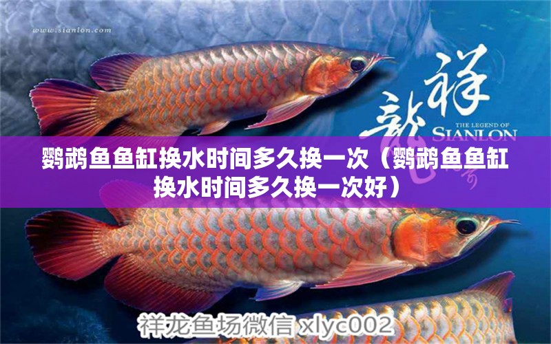 鸚鵡魚魚缸換水時(shí)間多久換一次（鸚鵡魚魚缸換水時(shí)間多久換一次好） 鸚鵡魚