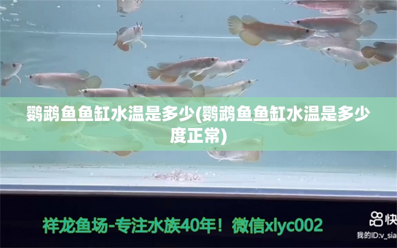 鸚鵡魚(yú)魚(yú)缸水溫是多少(鸚鵡魚(yú)魚(yú)缸水溫是多少度正常) 鸚鵡魚(yú)