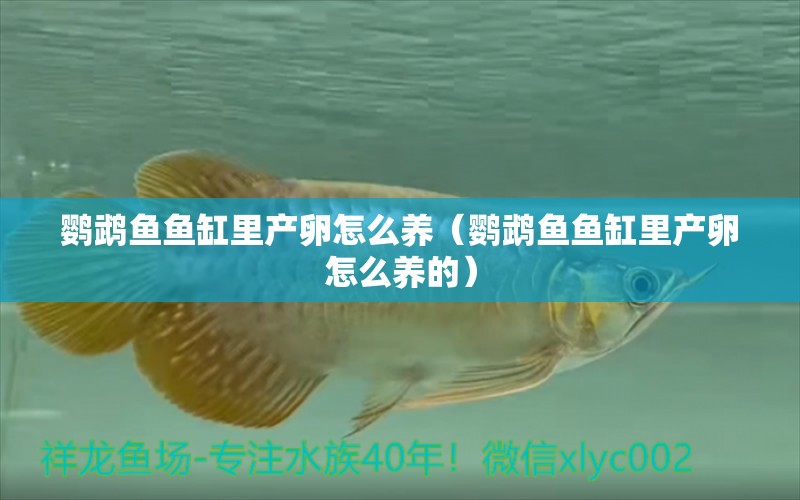 鸚鵡魚魚缸里產(chǎn)卵怎么養(yǎng)（鸚鵡魚魚缸里產(chǎn)卵怎么養(yǎng)的）