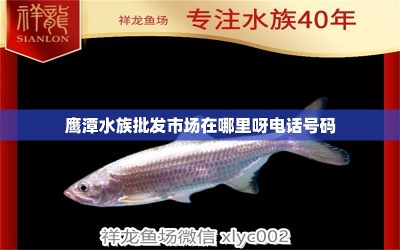 鷹潭水族批發(fā)市場(chǎng)在哪里呀電話號(hào)碼 水族問答 第2張