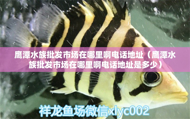 鷹潭水族批發(fā)市場在哪里啊電話地址（鷹潭水族批發(fā)市場在哪里啊電話地址是多少） 觀賞魚水族批發(fā)市場