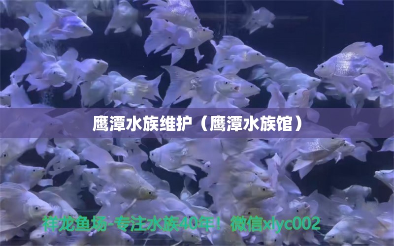 鷹潭水族維護(hù)（鷹潭水族館） 綠皮辣椒小紅龍