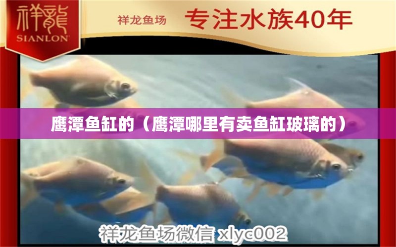 鷹潭魚缸的（鷹潭哪里有賣魚缸玻璃的） 祥龍水族醫(yī)院