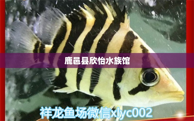 鹿邑縣欣怡水族館 全國水族館企業(yè)名錄