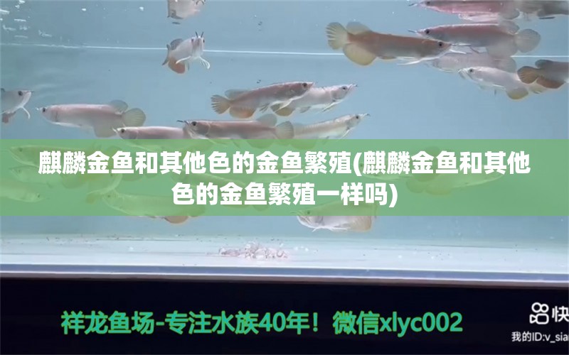 麒麟金魚和其他色的金魚繁殖(麒麟金魚和其他色的金魚繁殖一樣嗎) 羅漢魚