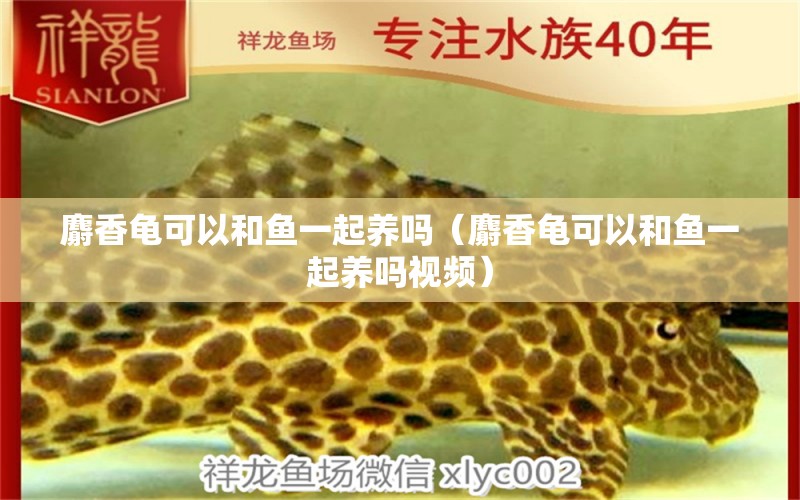 麝香龜可以和魚(yú)一起養(yǎng)嗎（麝香龜可以和魚(yú)一起養(yǎng)嗎視頻） 烏龜