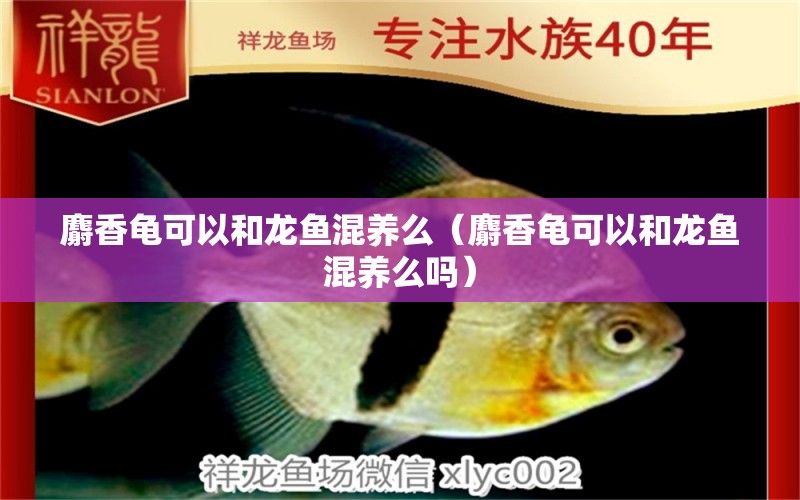 麝香龜可以和龍魚混養(yǎng)么（麝香龜可以和龍魚混養(yǎng)么嗎） 烏龜