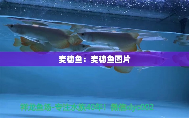 麥穗魚：麥穗魚圖片