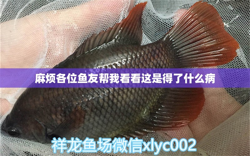 麻煩各位魚友幫我看看這是得了什么病 龍魚疾病與治療