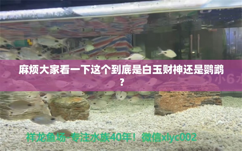 麻煩大家看一下這個到底是白玉財神還是鸚鵡？ 鸚鵡魚