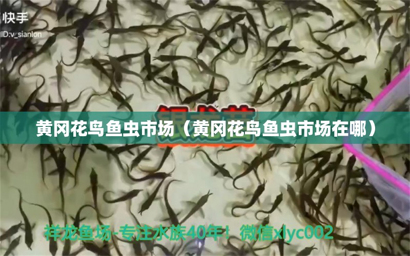 黃岡花鳥魚蟲市場（黃岡花鳥魚蟲市場在哪） 觀賞魚水族批發(fā)市場