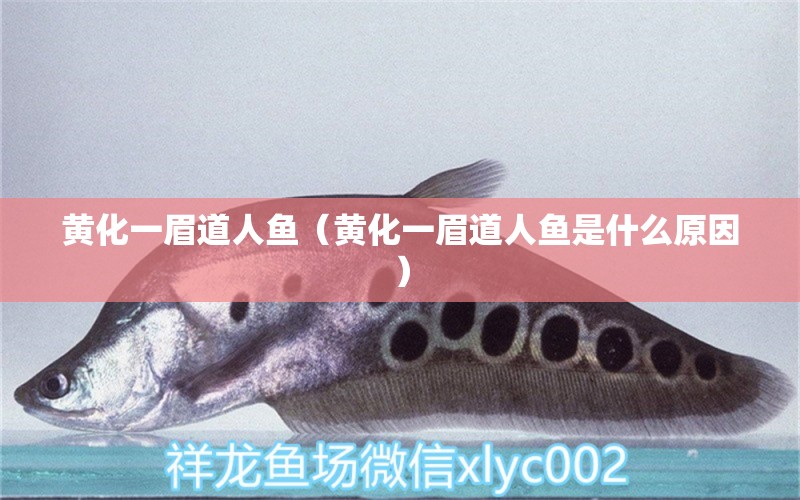 黃化一眉道人魚（黃化一眉道人魚是什么原因） 一眉道人魚