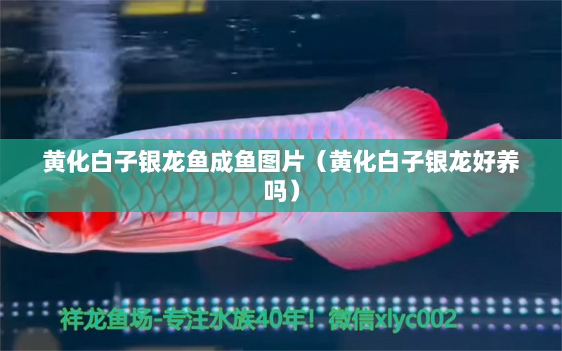 黃化白子銀龍魚成魚圖片（黃化白子銀龍好養(yǎng)嗎）