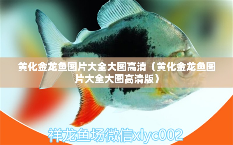 黃化金龍魚圖片大全大圖高清（黃化金龍魚圖片大全大圖高清版）