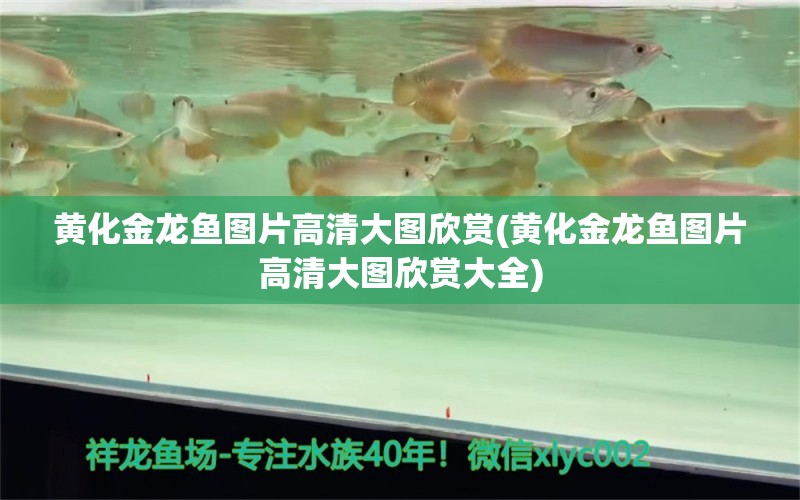 黃化金龍魚圖片高清大圖欣賞(黃化金龍魚圖片高清大圖欣賞大全)