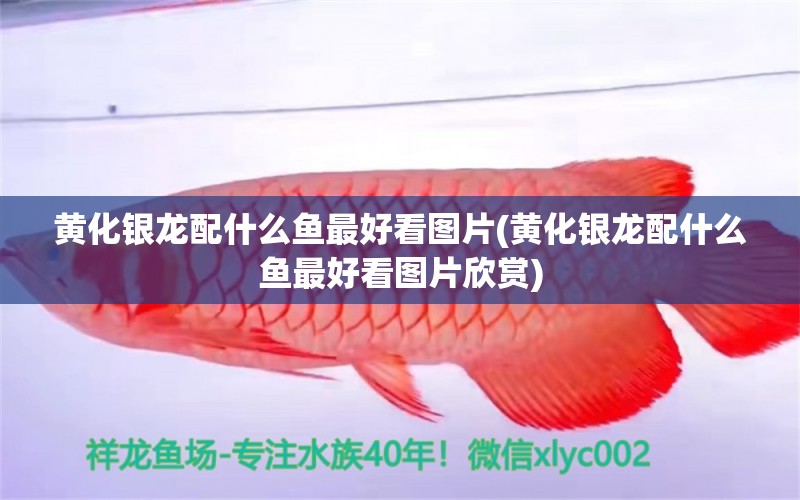 黃化銀龍配什么魚最好看圖片(黃化銀龍配什么魚最好看圖片欣賞) 錦鯉魚