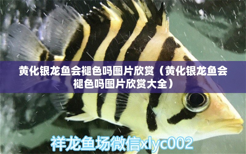 黃化銀龍魚會褪色嗎圖片欣賞（黃化銀龍魚會褪色嗎圖片欣賞大全） 銀龍魚