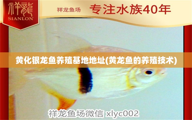 黃化銀龍魚養(yǎng)殖基地地址(黃龍魚的養(yǎng)殖技術(shù)) 銀龍魚