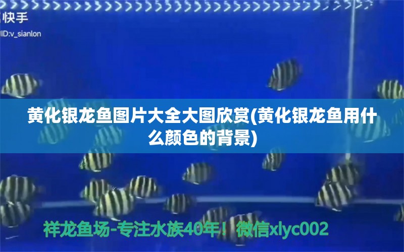 黃化銀龍魚圖片大全大圖欣賞(黃化銀龍魚用什么顏色的背景)