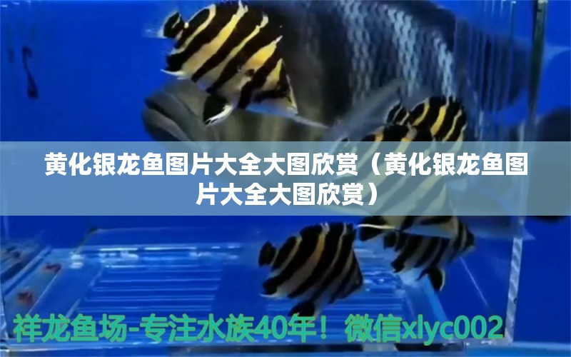 黃化銀龍魚圖片大全大圖欣賞（黃化銀龍魚圖片大全大圖欣賞） 銀龍魚